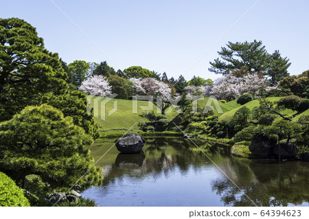 春天熊本縣旅遊勝地水前寺公園的櫻花和成天園 64394623