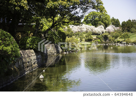 春天熊本縣旅遊勝地水前寺公園的櫻花和成天園 64394648