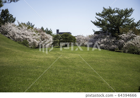 Scenery of cherry blossoms and Jojuen in Suizenji Park, a tourist destination in Kumamoto prefecture in spring Scenery of cherry blossoms and Jojuen in Suizenji Park, a tourist destination in Kumamoto prefecture in spring 64394666