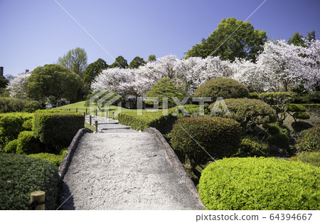 Scenery of cherry blossoms and Jojuen in Suizenji Park, a tourist destination in Kumamoto prefecture in spring Scenery of cherry blossoms and Jojuen in Suizenji Park, a tourist destination in Kumamoto prefecture in spring 64394667
