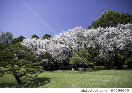 Scenery of cherry blossoms and Jojuen in Suizenji Park, a tourist destination in Kumamoto prefecture in spring Scenery of cherry blossoms and Jojuen in Suizenji Park, a tourist destination in Kumamoto prefecture in spring 64394669