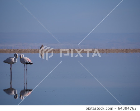 ~ Chile, Atacama ~ Atacama Salt Lake and Flamingo (Friends ver.) 64394762