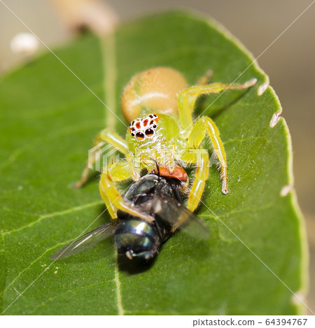 Green Jumping Spider 64394767