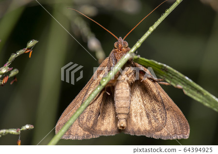 Castor Oil Semi-Looper Moth 64394925