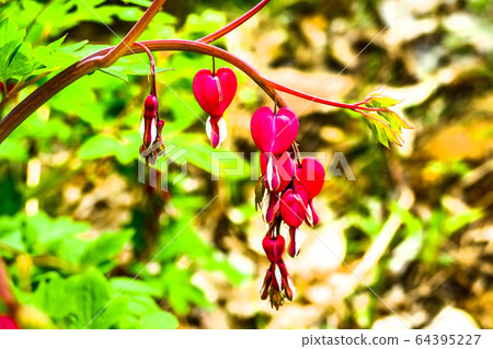 Heart-shaped goldenrod with pretty flower buds Heart-shaped goldenrod with pretty flower buds 64395227