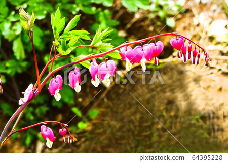 心形流血的心花，有漂亮的花蕾 64395228