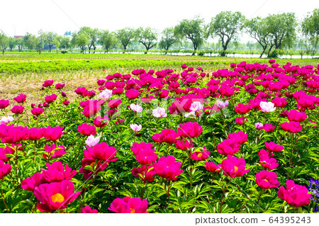 牡丹花，牡丹花 64395243