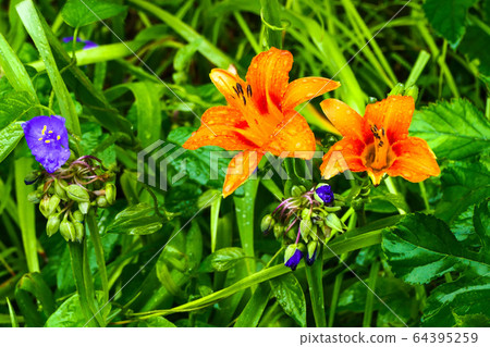 百合花，連翹花 64395259