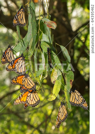 Wanderer Butterflies Wanderer Butterflies 64395462