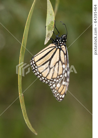 Wonderer Butterfly 64395464