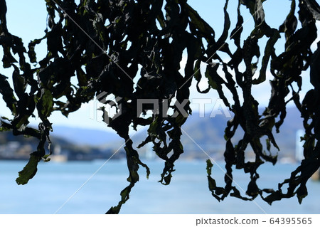 Dried seaweed Dried seaweed 64395565