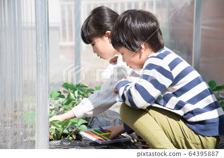 Elementary school boy sketching strawberry seedlings Elementary school boy sketching strawberry seedlings 64395887