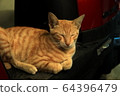 貓 橘色 微笑 64396479