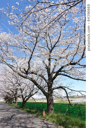 Cherry blossoms of Menuma rice fields Cherry blossoms of Menuma rice fields 64396669