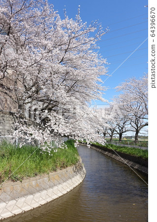 Cherry blossoms of Menuma rice fields Cherry blossoms of Menuma rice fields 64396670