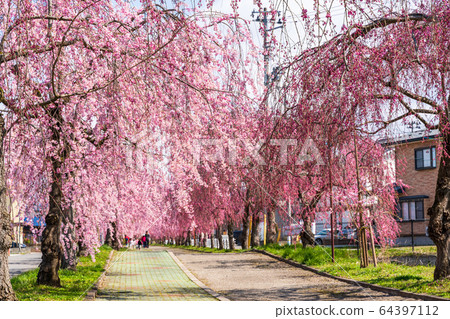 Weeping cherry blossoms on the Nichichu Line Kitakata City, Fukushima Prefecture Weeping cherry blossoms on the Nichichu Line Kitakata City, Fukushima Prefecture 64397112