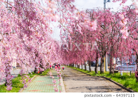 Weeping cherry blossoms on the Nichichu Line Kitakata City, Fukushima Prefecture Weeping cherry blossoms on the Nichichu Line Kitakata City, Fukushima Prefecture 64397113