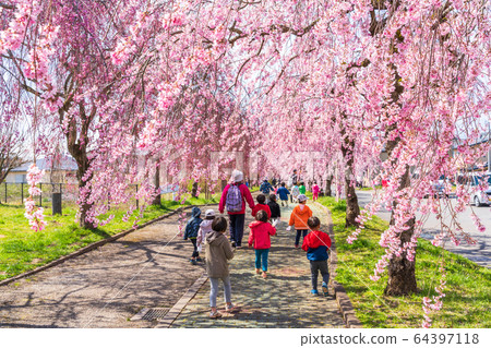 Weeping cherry blossoms on the Nichichu Line Kitakata City, Fukushima Prefecture 64397118