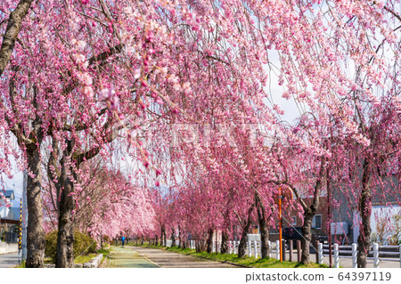 Weeping cherry blossoms on the Nichichu Line Kitakata City, Fukushima Prefecture 64397119
