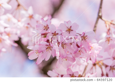 Weeping cherry blossoms on the Nichichu Line Kitakata City, Fukushima Prefecture 64397120