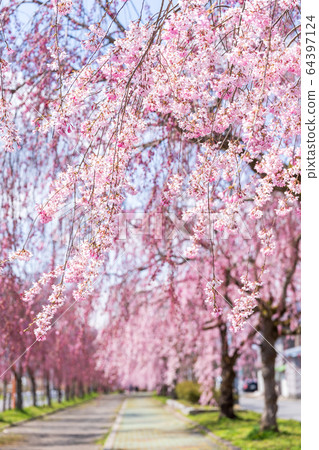 Weeping cherry blossoms on the Nichichu Line Kitakata City, Fukushima Prefecture 64397124