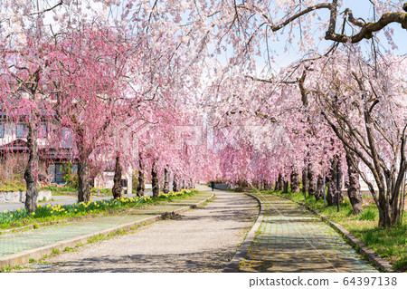 福島縣日方市北中市的垂枝櫻花 福島縣日方市北中市的垂枝櫻花 64397138