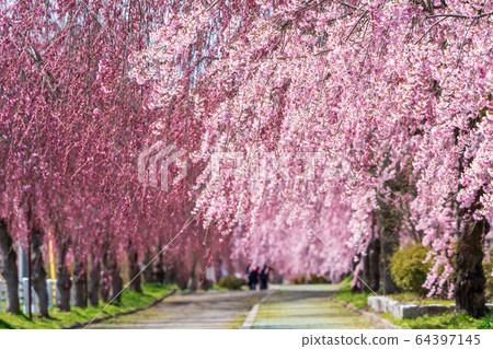 福島縣日方市北中市的垂枝櫻花 福島縣日方市北中市的垂枝櫻花 64397145