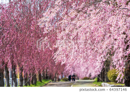 福島縣日方市北中市的垂枝櫻花 福島縣日方市北中市的垂枝櫻花 64397146