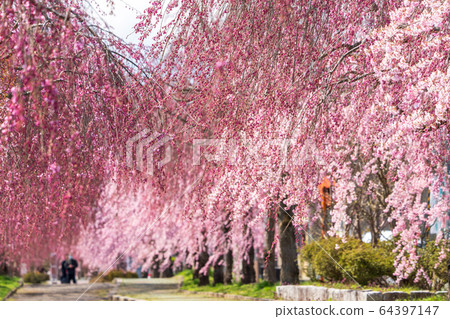 福島縣日方市北中市的垂枝櫻花 64397147