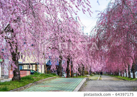 福島縣日方市北中市的垂枝櫻花 64397175