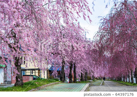 福島縣日方市北中市的垂枝櫻花 福島縣日方市北中市的垂枝櫻花 64397176