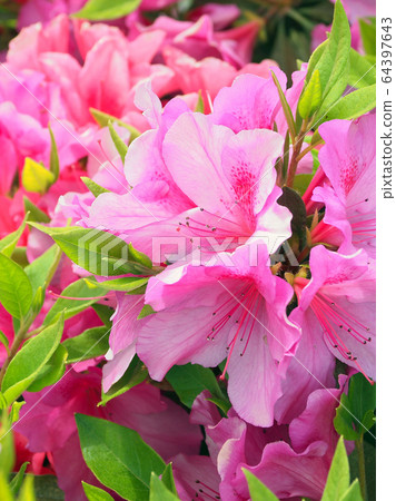 映山紅 64397643