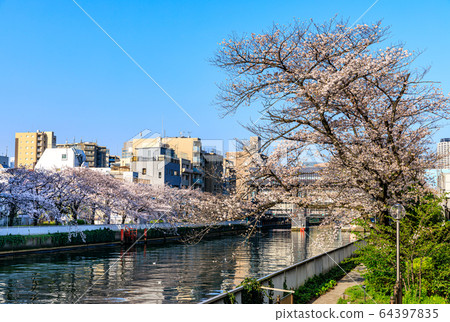 Cherry blossoms in Tokyo, Koto Ward and Onagigawa Cherry blossoms in Tokyo, Koto Ward and Onagigawa 64397835
