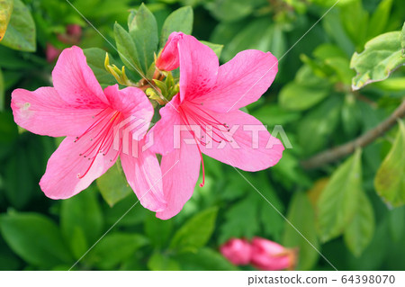 映山紅 64398070