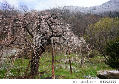 Morio Kashidare in full bloom 64398355