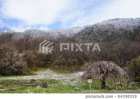 Morio Kashidare in full bloom 64398359