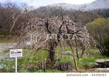 Morio Kashidare in full bloom Morio Kashidare in full bloom 64398363