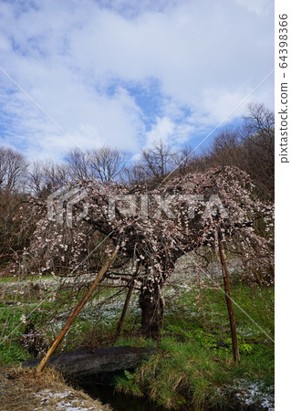 Morio Kashidare in full bloom Morio Kashidare in full bloom 64398366