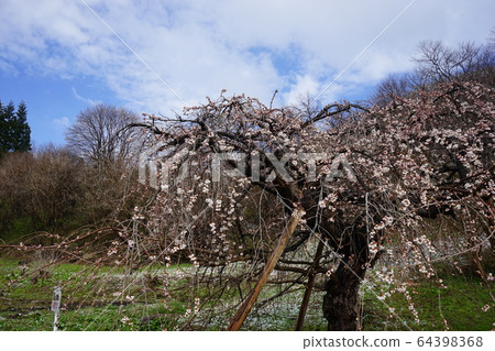 Morio Kashidare in full bloom Morio Kashidare in full bloom 64398368