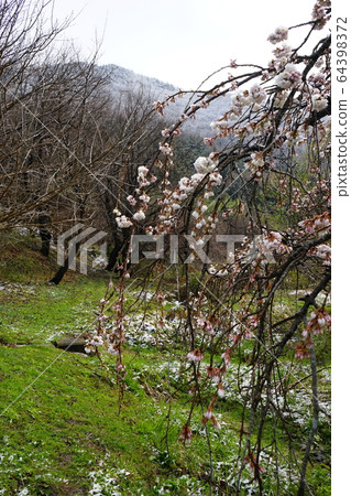 Morio Kashidare in full bloom 64398372