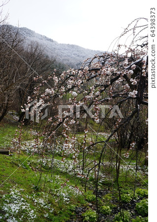 Morio Kashidare in full bloom 64398373