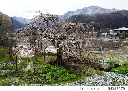 Morio Kashidare in full bloom Morio Kashidare in full bloom 64398379