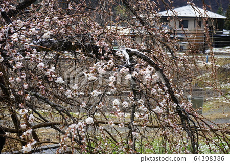 Morio Kashidare in full bloom Morio Kashidare in full bloom 64398386