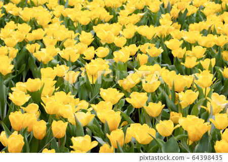 21 March 2008 a Different flowers and blooming 64398435