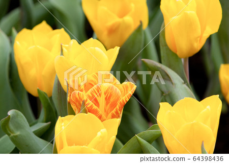 21 March 2008 a Different flowers and blooming 64398436