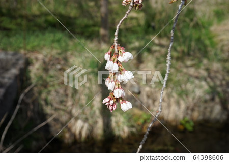 Morio Kashidare in full bloom Morio Kashidare in full bloom 64398606