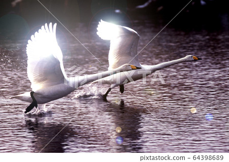 Swan complete dash 64398689