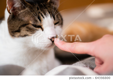 貓 貓 64398800