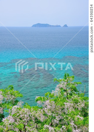 <Amami Oshima> Sendan flowers blooming along the coastline 4 <Amami Oshima> Sendan flowers blooming along the coastline 4 64398854