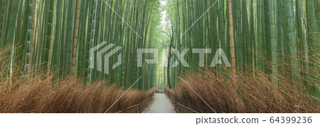 京都府嵐山竹林小雨 京都府嵐山竹林小雨 64399236
